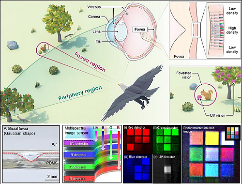 Bio-inspired Electronic Eye Camera